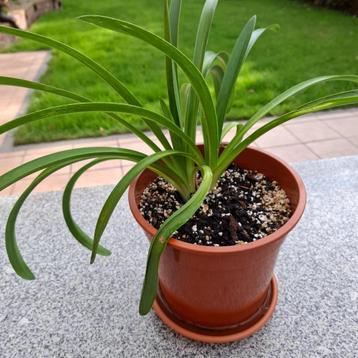 agapanthus - Afrikaanse lelie beschikbaar voor biedingen