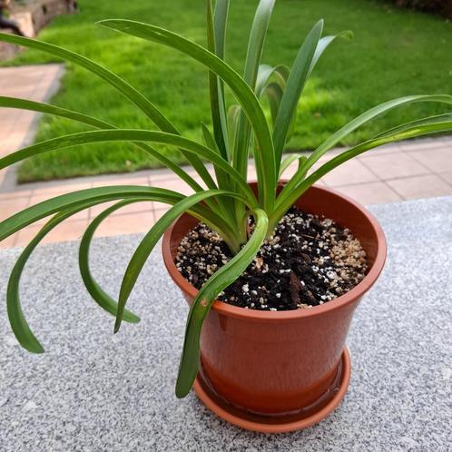 agapanthus - Afrikaanse lelie, Tuin en Terras, Planten | Tuinplanten, Ophalen