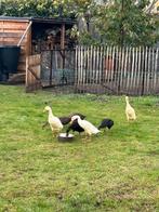 Kiwi en Mango zoeken een nieuwe thuis voor 4 van hun baby’s., Dieren en Toebehoren, Pluimvee, Meerdere dieren, Eend