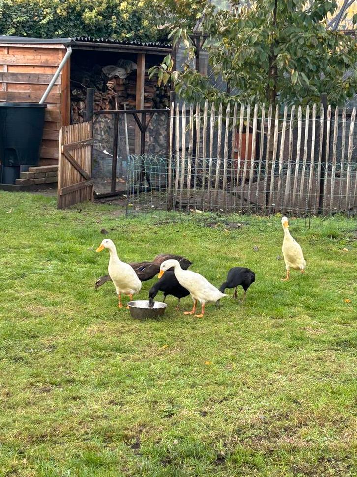 Kiwi en Mango zoeken een nieuwe thuis voor 4 van hun baby’s., Dieren en Toebehoren, Pluimvee, Eend, Meerdere dieren