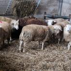 Schapen, rammen, bokken enkel gsm 0475602462 geen SMS berich, Dieren en Toebehoren, Schapen, Geiten en Varkens