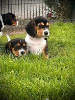 Beagle pups, Dieren en Toebehoren, België, CDV (hondenziekte), 8 tot 15 weken, Meerdere