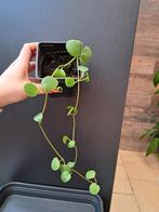 Peperomia  hope nr 40, Ophalen