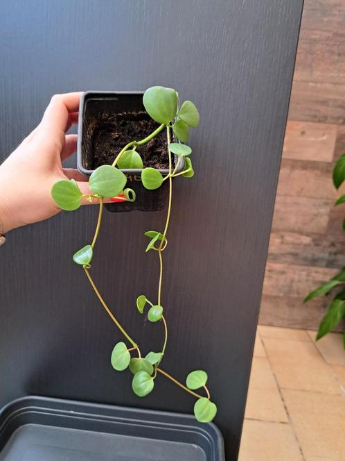 Peperomia  hope nr 40, Huis en Inrichting, Kamerplanten, Ophalen