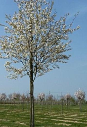 Laurier prunus laurus €9.95 maat 1.6 meter beschikbaar voor biedingen