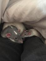 2 tamme ratjes, Animaux & Accessoires, Rongeurs, Rat, Août, Mâle, Domestique