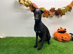 Whippet puberpup, Dieren en Toebehoren, Honden | Chihuahua's en Gezelschapshonden, België, 15 weken tot 1 jaar, CDV (hondenziekte)
