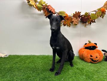 Whippet puberpup beschikbaar voor biedingen