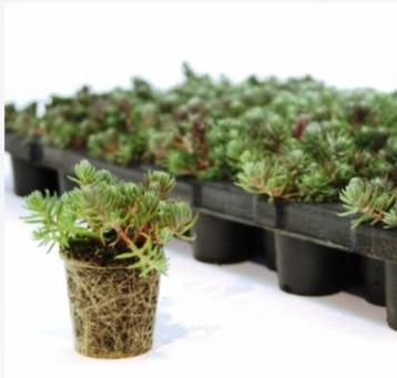 mix Sedums, vetplantjes, plug P5cm beschikbaar voor biedingen