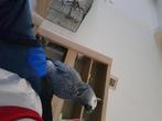 Lot perroquet, Dieren en Toebehoren, Meerdere dieren, Papegaai, Pratend