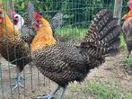 Goudwitgebande en goudbrakel, Dieren en Toebehoren