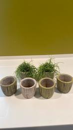 Sierpotjes voor plantjes, Ophalen of Verzenden, Zo goed als nieuw