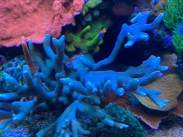 Montipora digitata baby blue polyp disponible aux enchères