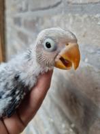 Fischeri dwergpapegaaien voor handopfok, Dieren en Toebehoren, Vogels | Parkieten en Papegaaien, Meerdere dieren, Dwergpapegaai of Agapornis