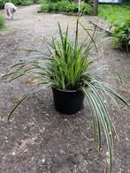 Carex morrowi/groenblijvende grassen /bodembedekker, Graminées ornementales, Enlèvement, Plante fixe