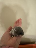 Russische dwerghamsters, Dieren en Toebehoren, Knaagdieren, November