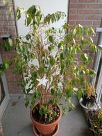 Plante ficus intérieur, Maison & Meubles, Plantes d'intérieur, Ficus, En pot, Enlèvement, 100 à 150 cm