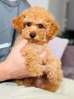 Toypoedel, Dieren en Toebehoren, Honden | Chihuahua's en Gezelschapshonden, Poedel, België, Particulier, Reu