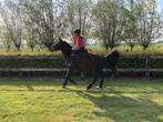 20-jarige c-pony ruin, Dieren en Toebehoren, Ruin, B, Gechipt, 11 jaar of ouder