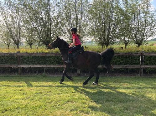 20-jarige c-pony ruin, Dieren en Toebehoren, Pony's, Ruin, B, 11 jaar of ouder, Gechipt, Ontwormd, Ingeënt