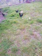 Krielkippen en hanen, Dieren en Toebehoren, Meerdere dieren, Kip