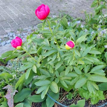 Mooie tuinplanten Pionia van eigen kweek  beschikbaar voor biedingen