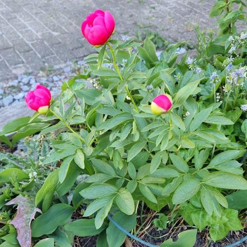 Mooie tuinplanten Pionia van eigen kweek, Tuin en Terras, Planten | Tuinplanten, Vaste plant, Ophalen of Verzenden