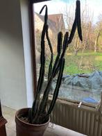 Plante cactus, En pot, Cactus, Plante verte, 150 à 200 cm