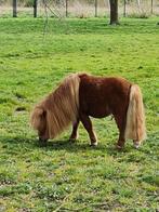 Shetland Pony, Dieren en Toebehoren, Hengst, 11 jaar of ouder