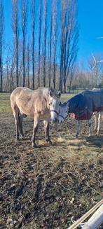 2jarige merrie D-pony, Dieren en Toebehoren, Januari, Vrouwelijk