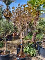 Granaatappelboom, 1m70 hoog, Tuin en Terras, Ophalen of Verzenden