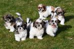 Shih Tzu pups te koop, 15 weken tot 1 jaar, Overige rassen, Buitenland, CDV (hondenziekte)