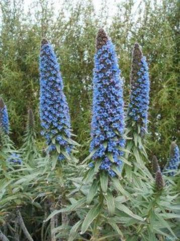 slangenkruid - Echium Fastuosum - Pride of Madeira, Tuin en Terras, Planten | Tuinplanten, Ophalen