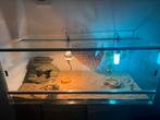 Baardagame + aquarium, Dieren en Toebehoren, Januari, Mannelijk