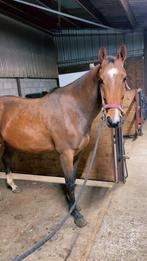 4 jarig springpaard te koop, Dieren en Toebehoren, Springpaard, Zadelmak, 3 tot 6 jaar, 160 tot 165 cm