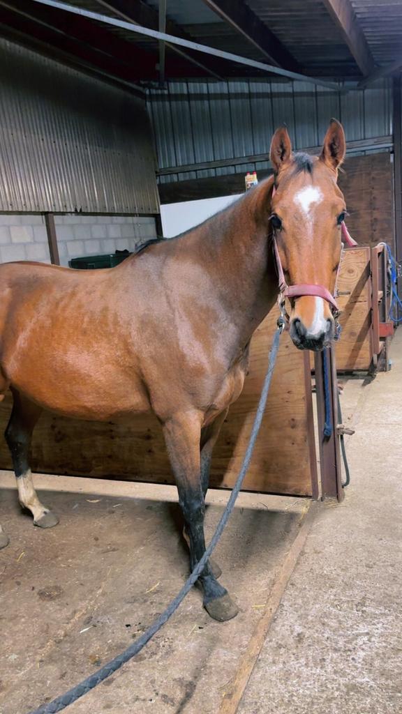 4 jarig springpaard te koop, Dieren en Toebehoren, Paarden, Merrie, Zadelmak, 160 tot 165 cm, 3 tot 6 jaar, Springpaard, Gechipt