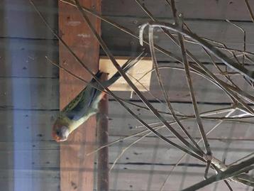 Rosellas beschikbaar voor biedingen