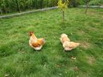 Orpington Buff, Dieren en Toebehoren, Pluimvee