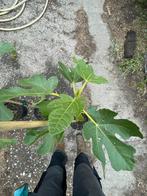 Vijgen bomen, Tuin en Terras, Ophalen, In pot