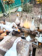 Ganzen en eenden zie beschrijving nu