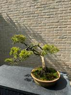 Juniperus bonsai, Tuin en Terras, Planten | Bomen, In pot, Minder dan 100 cm, Lente, Overige soorten