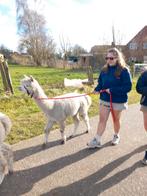 Alpaca hengstje 1 jaar.