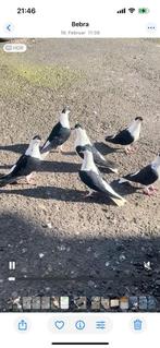 Afghanas duiven, Dieren en Toebehoren, Pluimvee