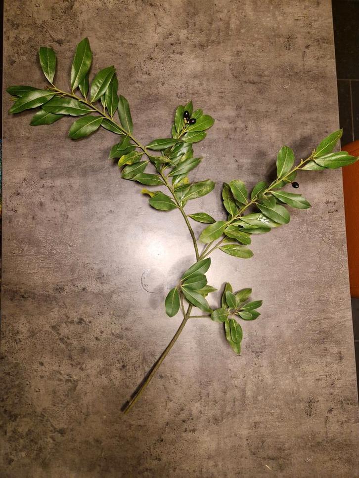 Feuilles de Laurier-sauce fraiches., Divers, Produits alimentaires, Enlèvement ou Envoi