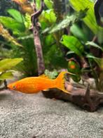 Gratis aquaiumvissen: 1 molly en 2 barbelen, Dieren en Toebehoren, Ophalen