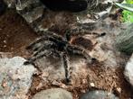 Lasiodora Parahybana 0.1 17cm, Dieren en Toebehoren, Insecten en Spinnen