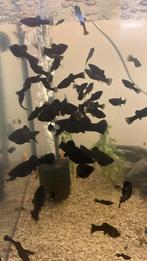 Black Molly’s, Dieren en Toebehoren, Vis, Zoetwatervis