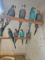 Tt kleurgrasparkieten, Dieren en Toebehoren