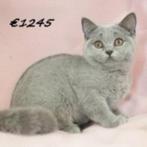 Britse kittens te koop, Dieren en Toebehoren, Meerdere dieren, Gechipt, 0 tot 2 jaar
