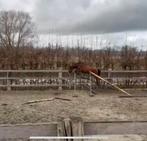 Mooie 2j ruin, Dieren en Toebehoren, Ophalen, Zo goed als nieuw